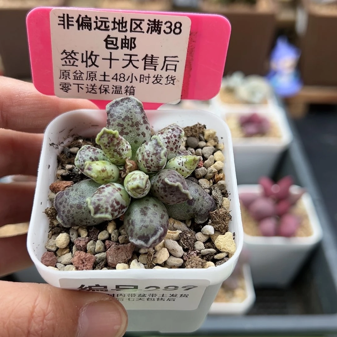 289达摩海豹多肉