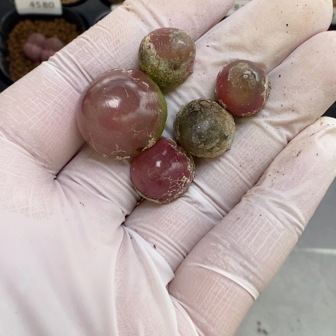 多肉植物肉锥灯泡K- 4651 有伤