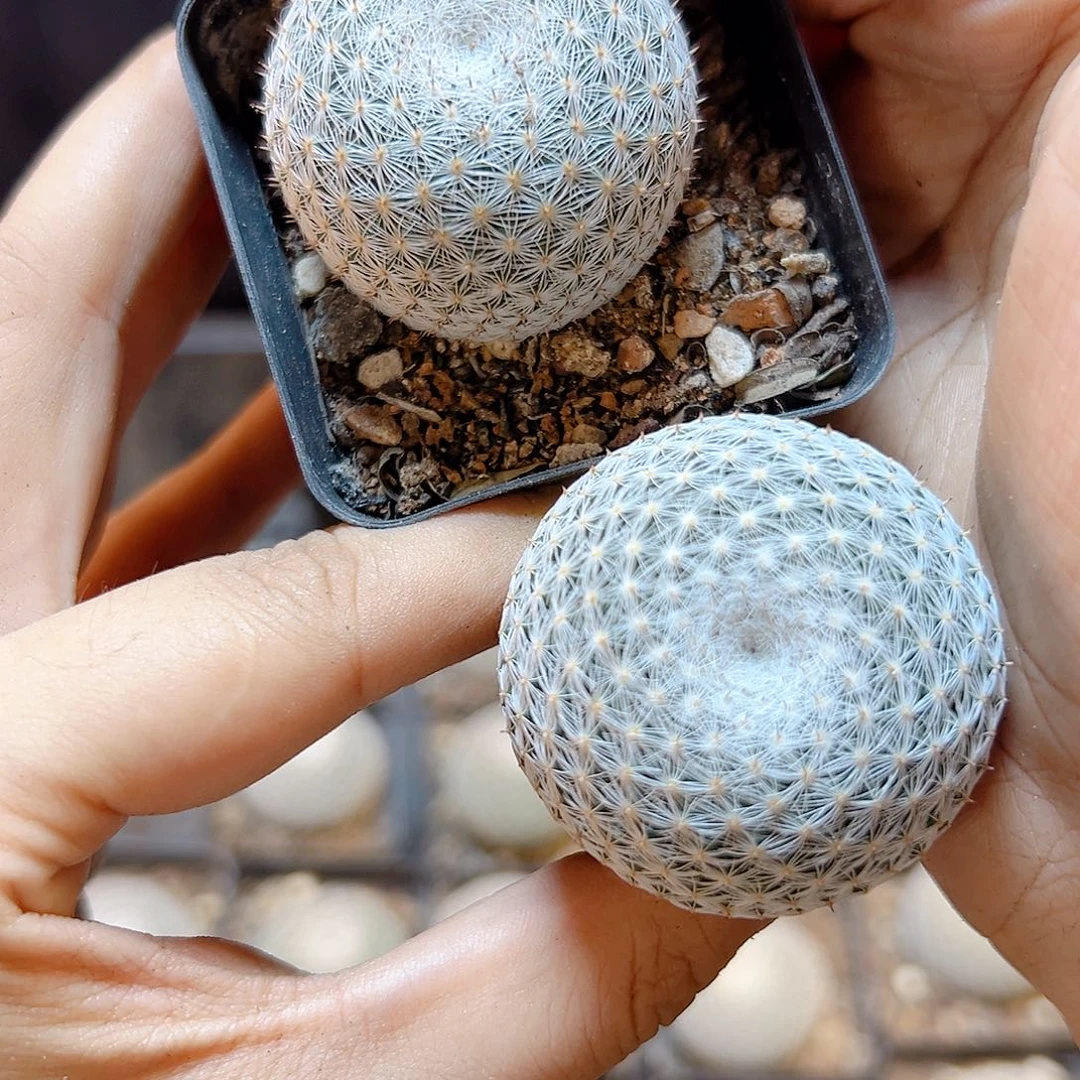 实生恋山彦3.8公分1颗