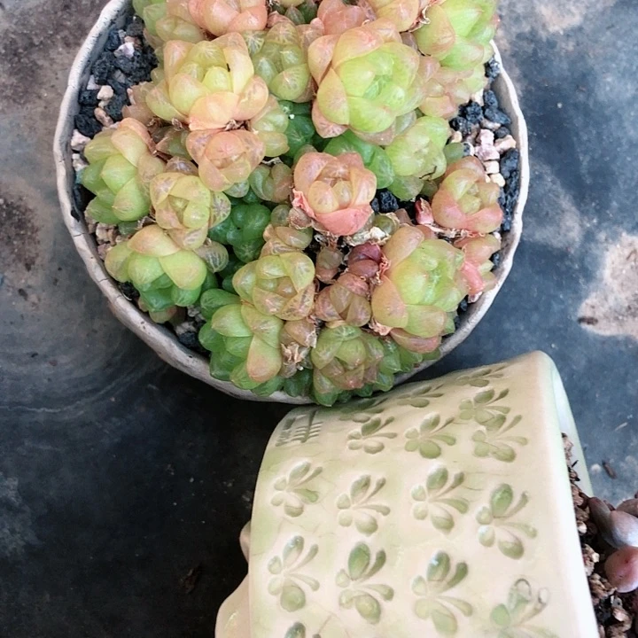 【闪购商品】木槿带盆发