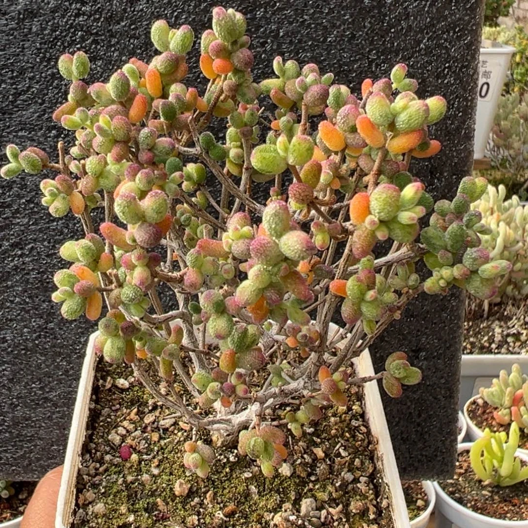 4-868糖球白糊斑锦2年老桩