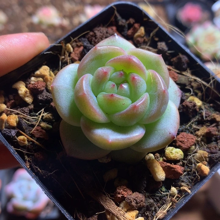 新品籽播珍妮和物一拍