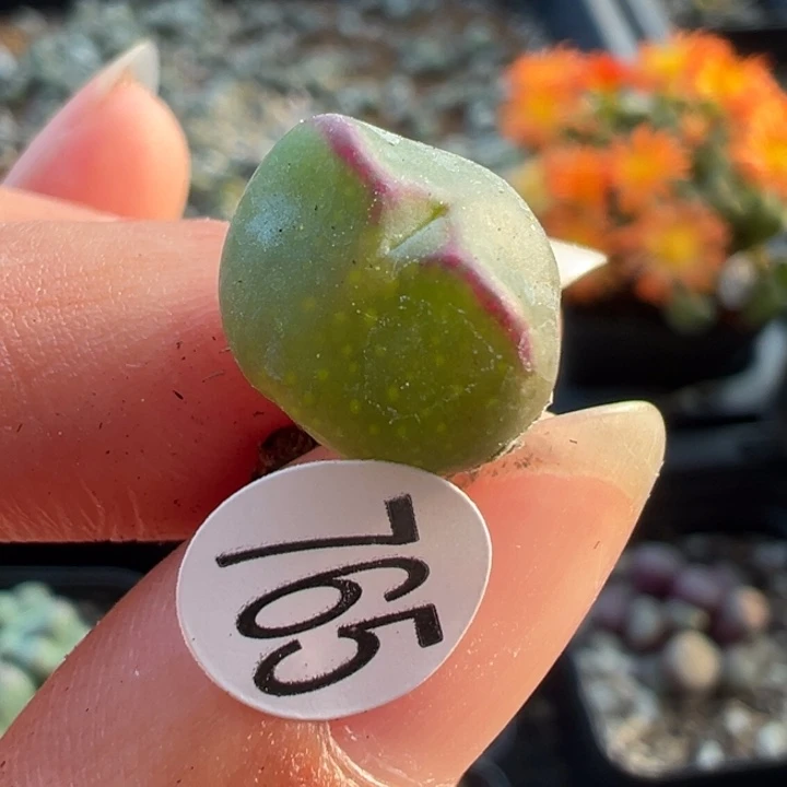 ᐝ***࿐765号11111111111111