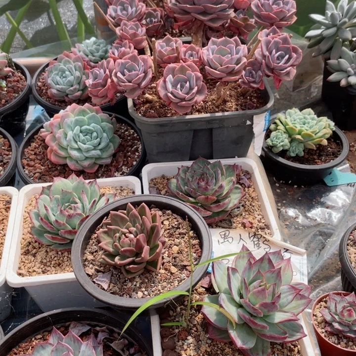 愚***鹤惊鸿仙子多肉植物寄养发货