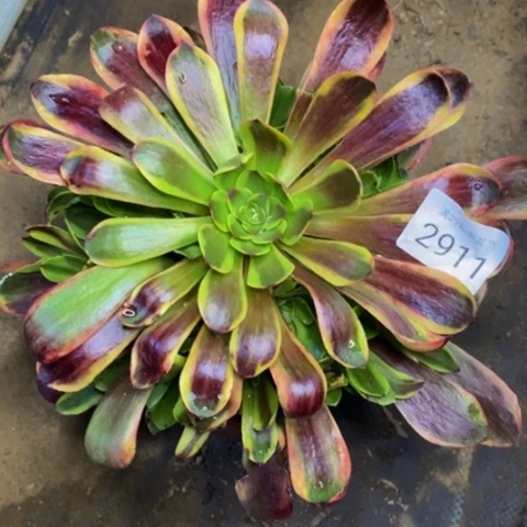 欧嘉丽多肉植物2911