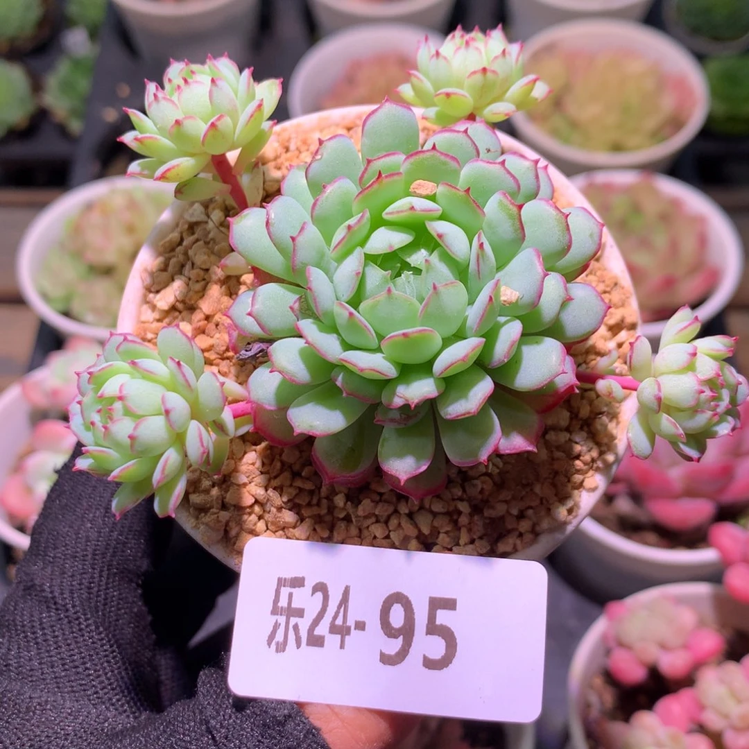 乐然24-95 桃花雨