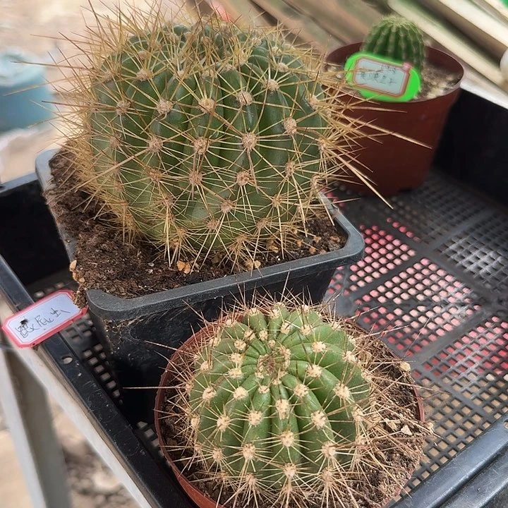 跟***虫清清73侧芽，牛牛侧芽，一共两棵
