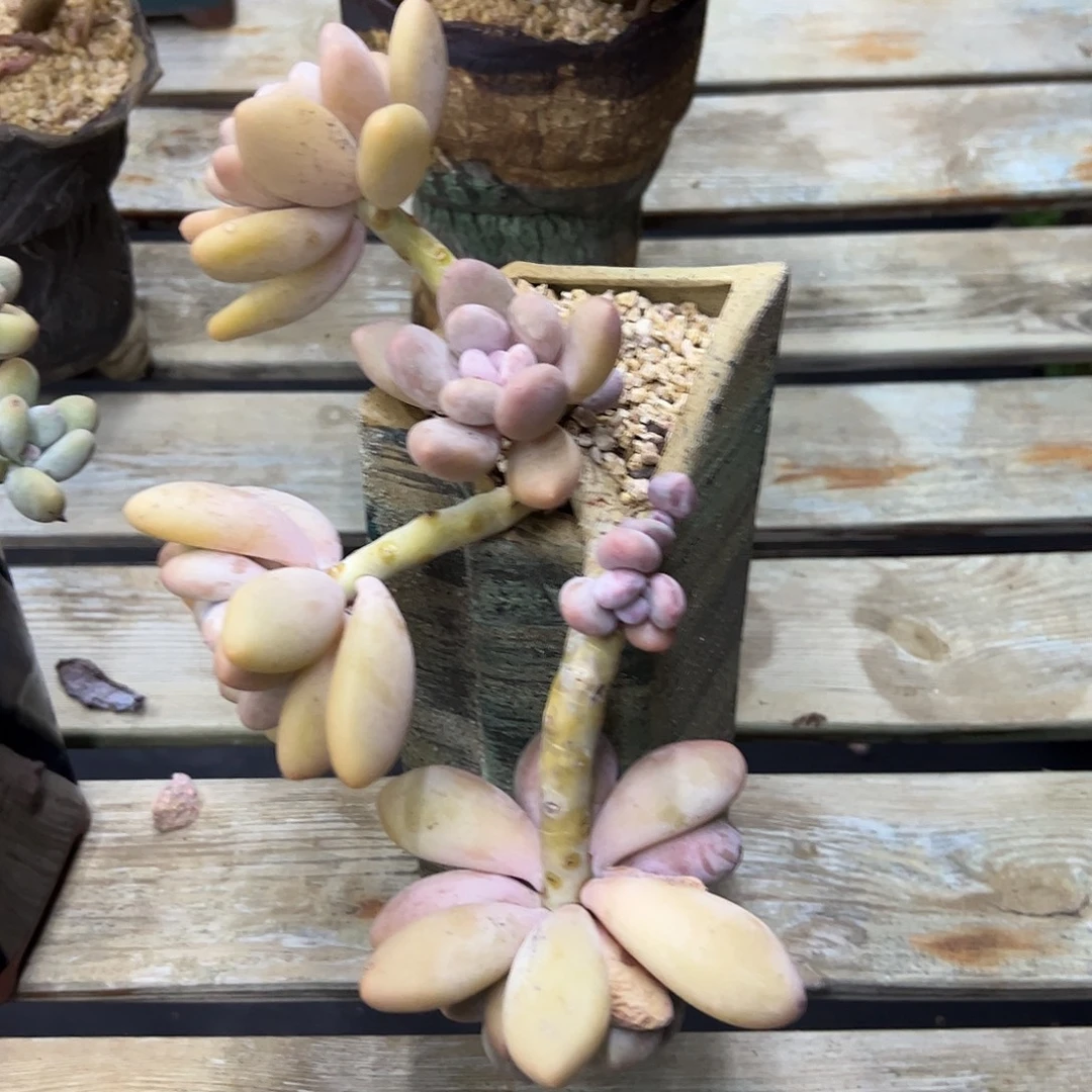 奶酪18 零零多肉植物