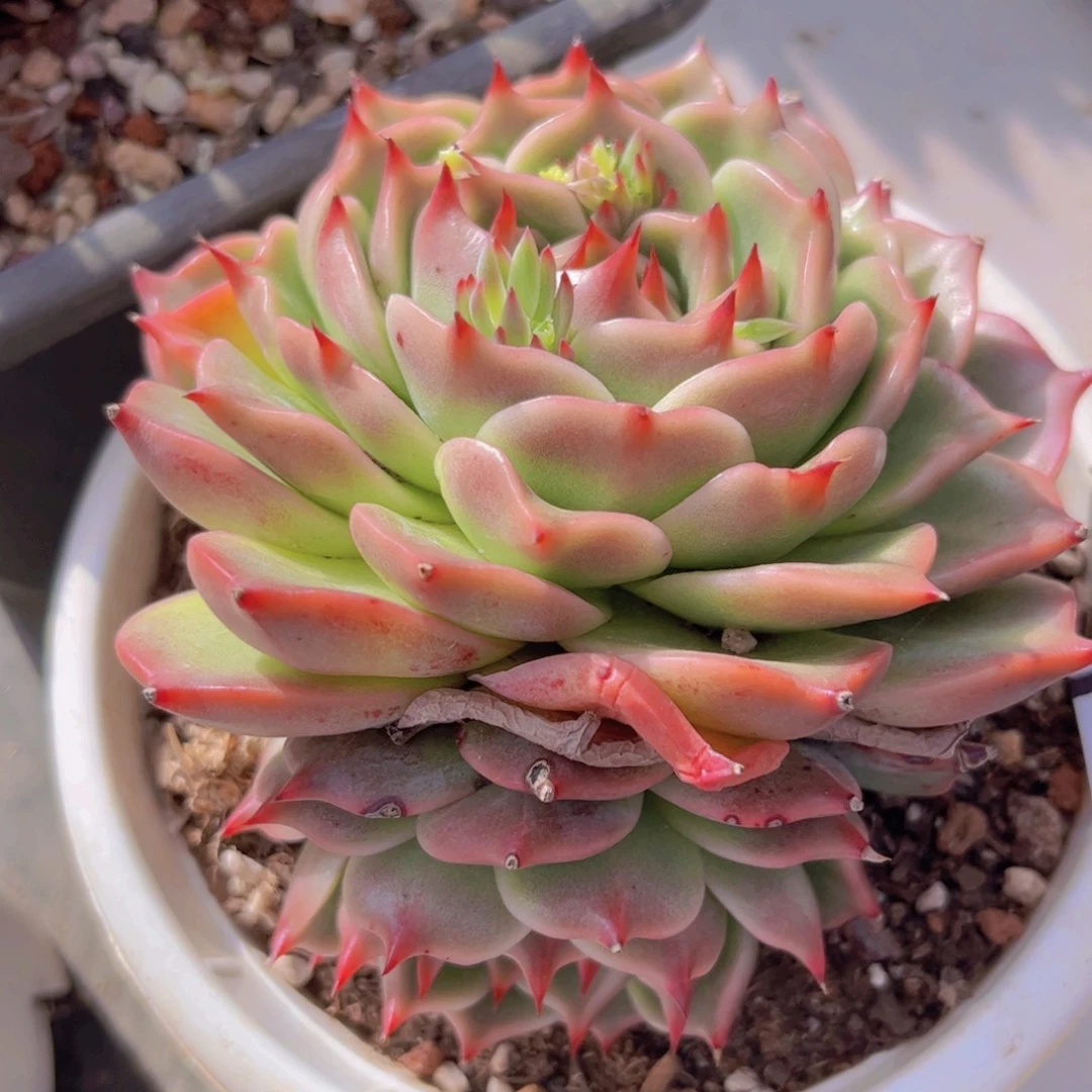 蓝龙杂3116多肉植物