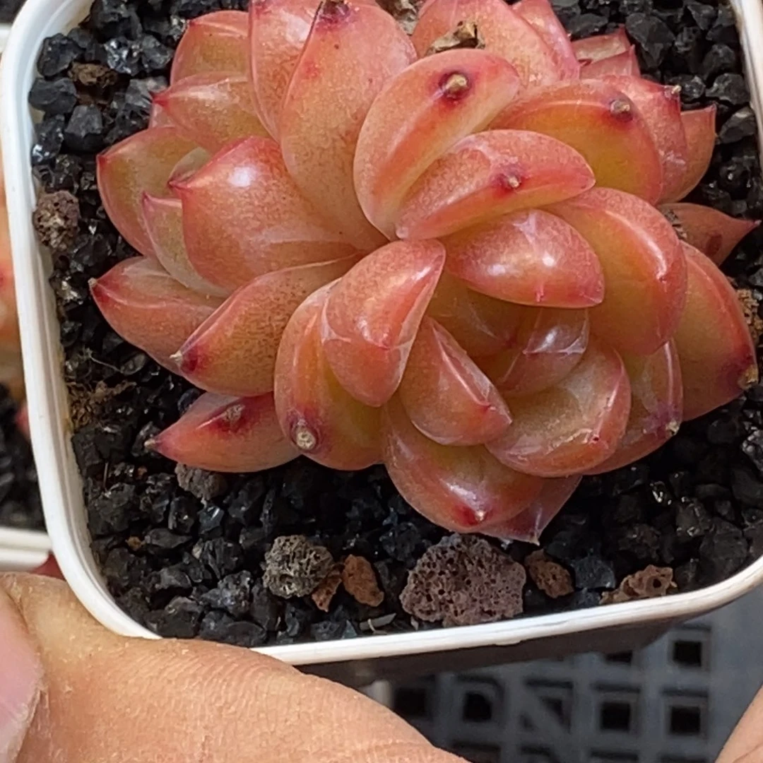 天官赐福百无禁忌