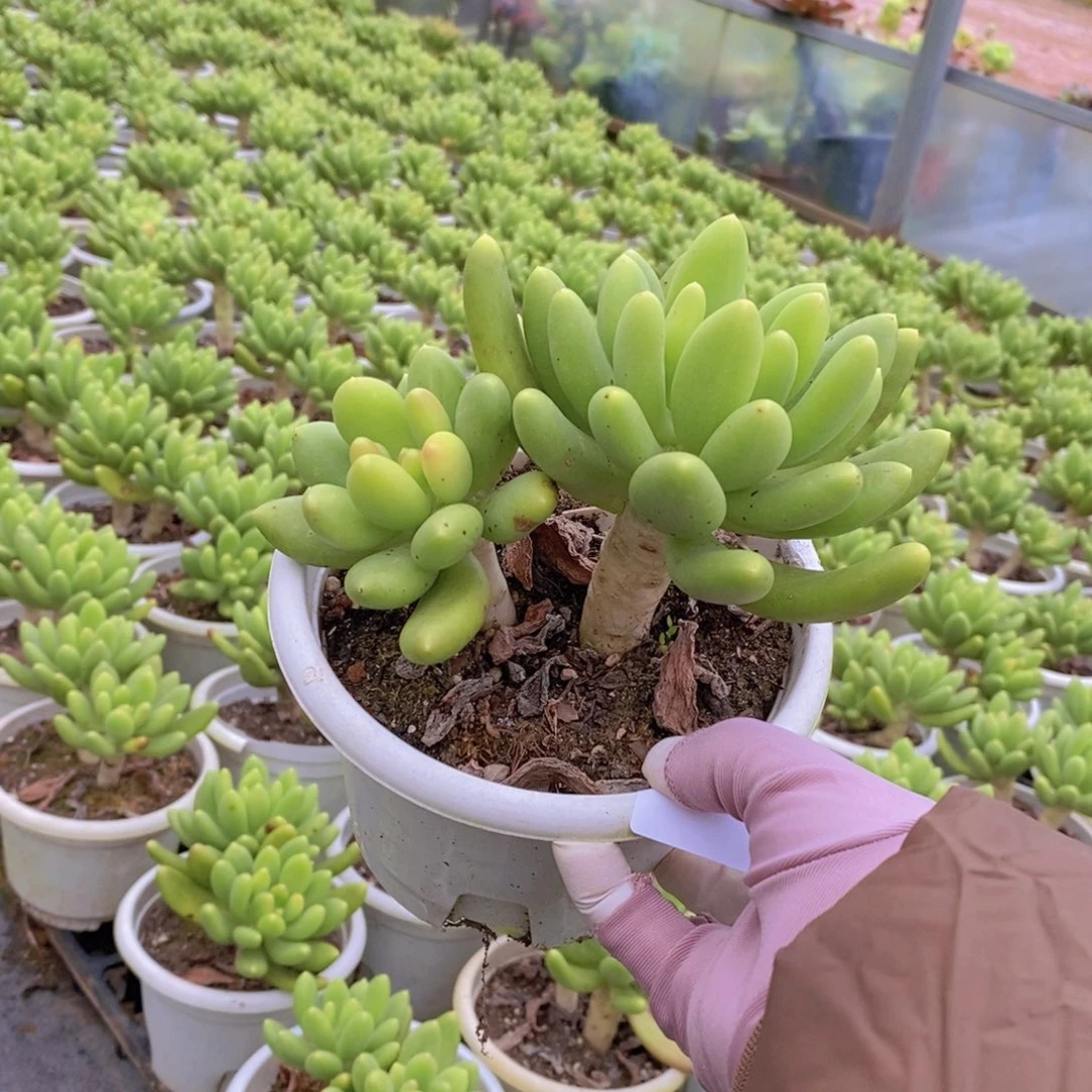 9636金蝉多头一物一拍