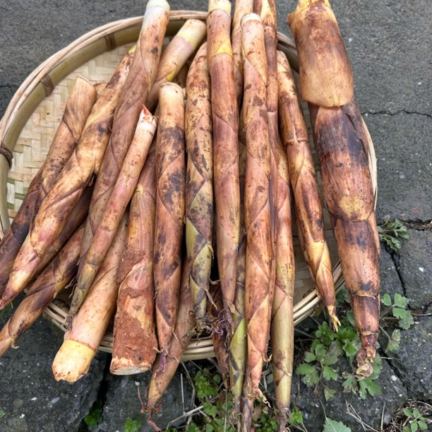 【雷笋】现挖竹笋新鲜春笋临安雷笋油焖笋天目山野生当季蔬菜