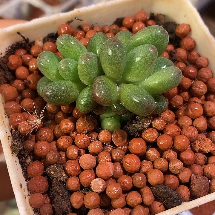 苹果奶酪锦基因多肉植物