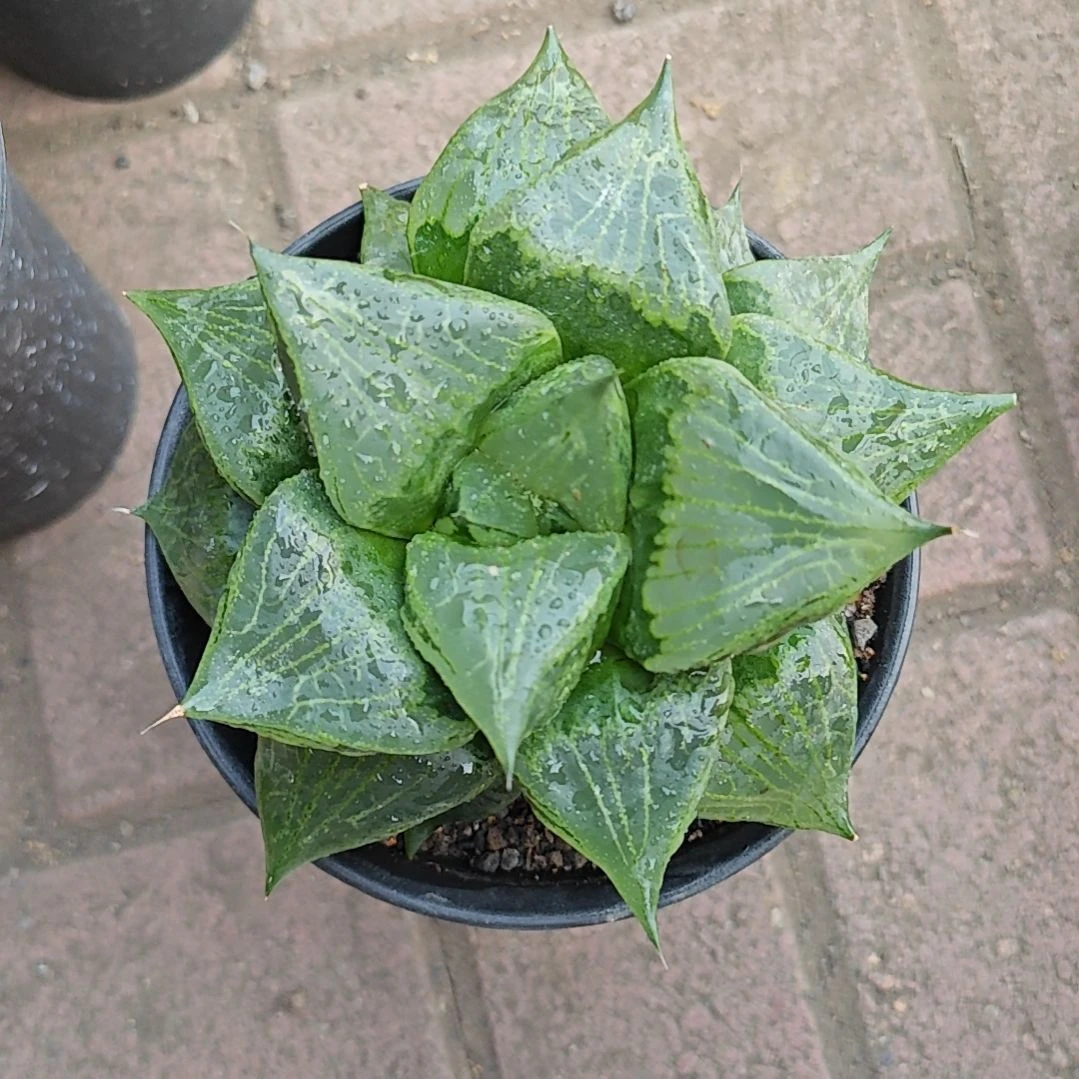 果般若一颗多肉植物原盆土