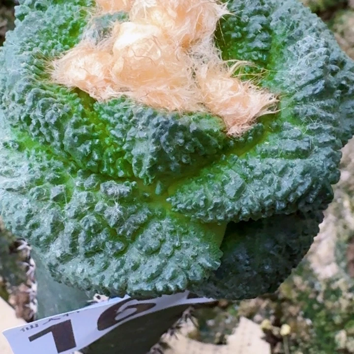 畅***1无花朵福利苗接大尤龟甲161