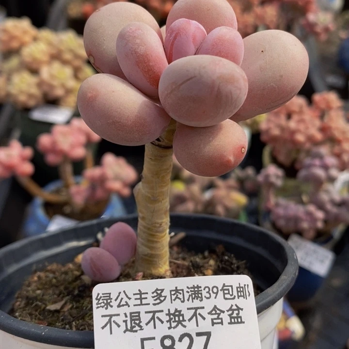 蛋黄奶老桩827多肉植物