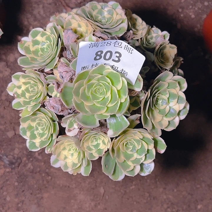 803迈巴赫多肉植物