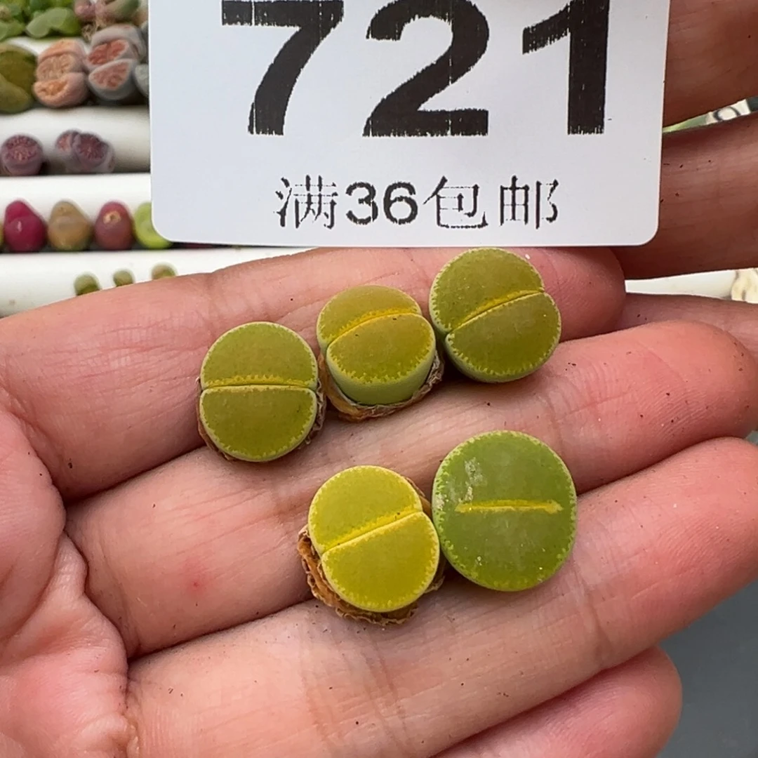 诞*诞3.9好看的多肉脱土发货721