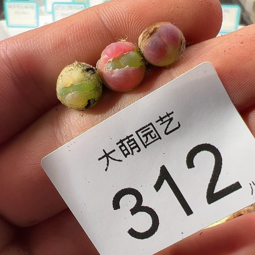 0000312 一物一拍……