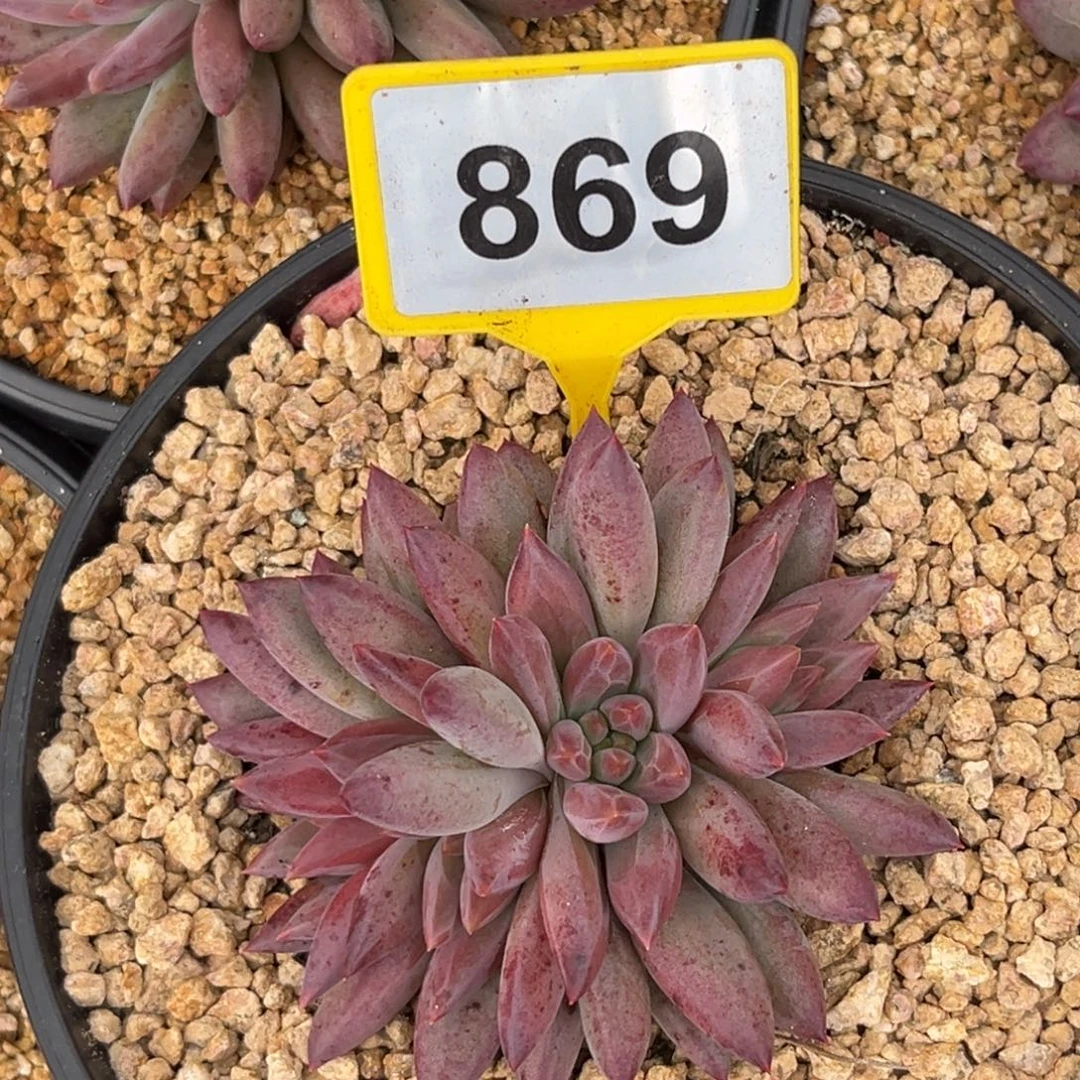 多肉植物虞美人群869