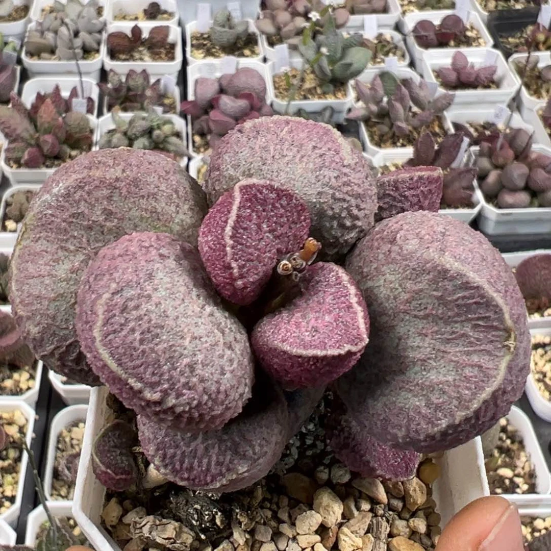 纯木质老桩哈默猪肝多肉植物水泡