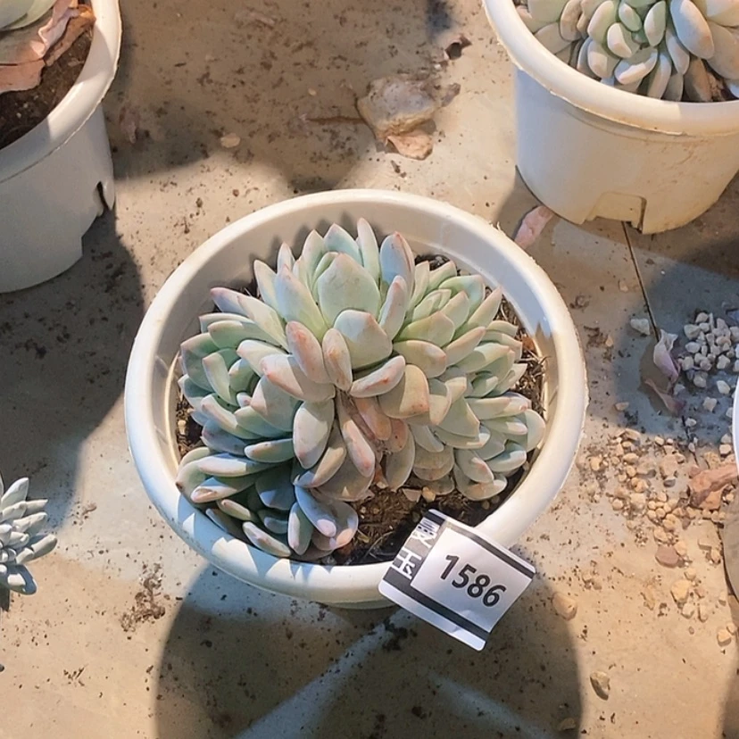 【闪购商品】圥**妈橙梦露朵朵1586