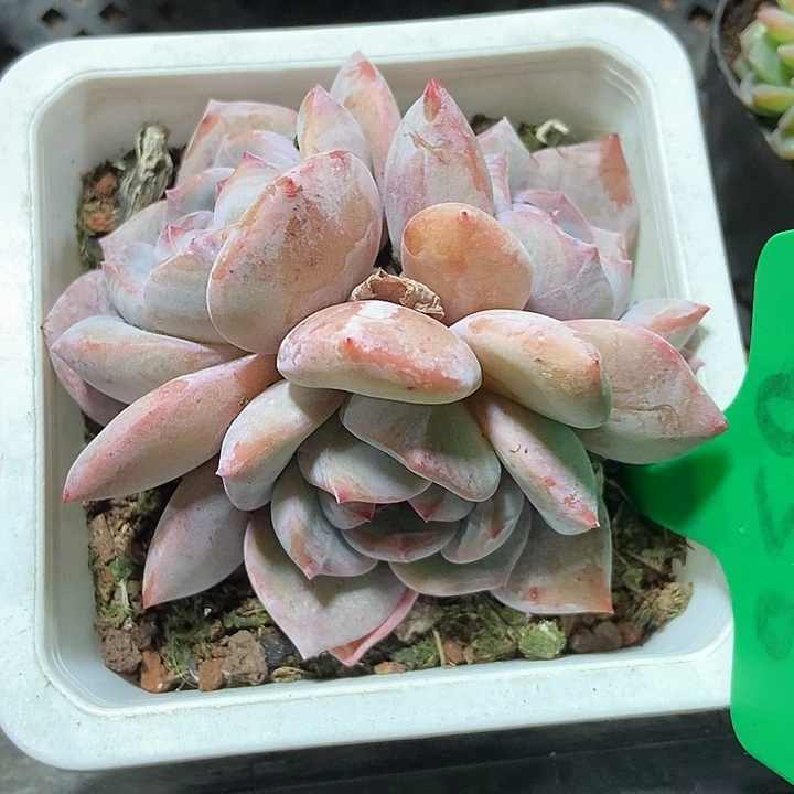 多肉植物石榴籽656