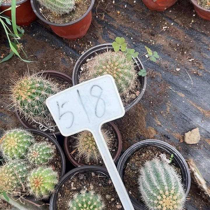 妩***光518号毛花柱实生的20的
