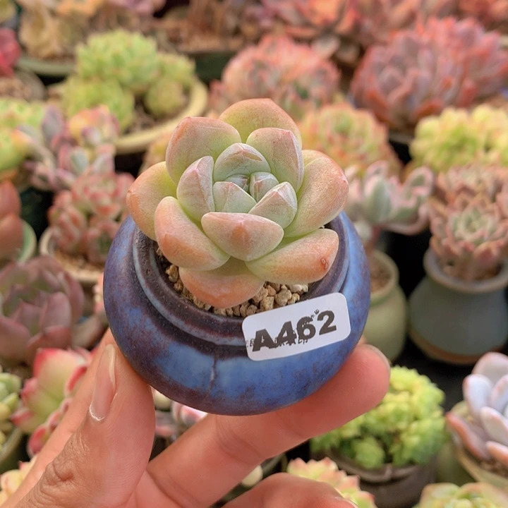快***来一物一拍含盆土满38包邮A462