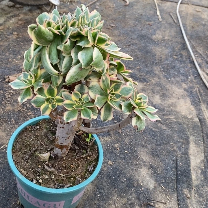 灿烂缀30多肉植物法师