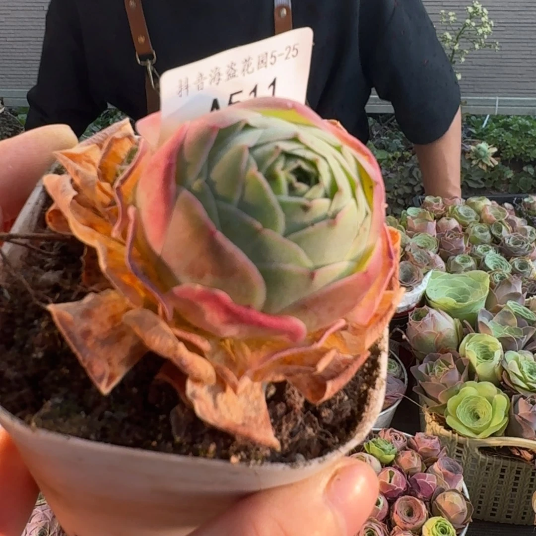 ?**呀A511 福袋链接福袋