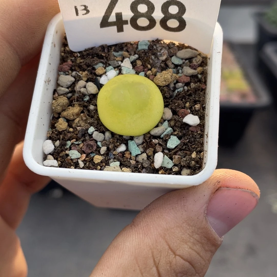 无铅玻璃丁*000000000000488