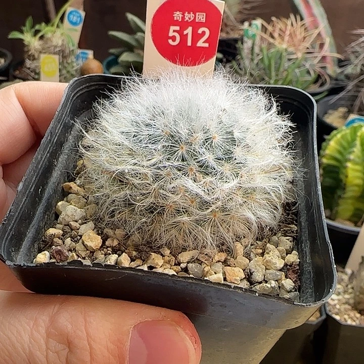 实生浓毛白云高砂一棵36877