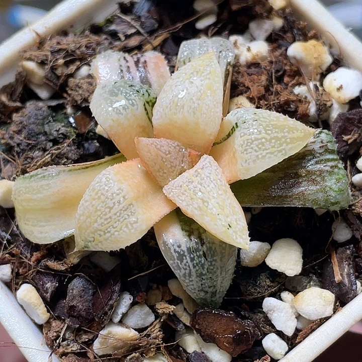 627潘多拉白银锦福利