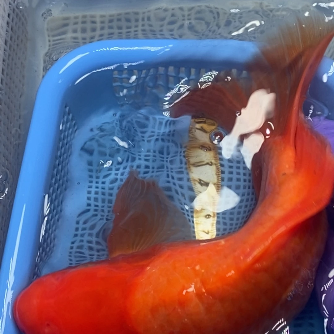 锦鲤冷水锦鲤包邮