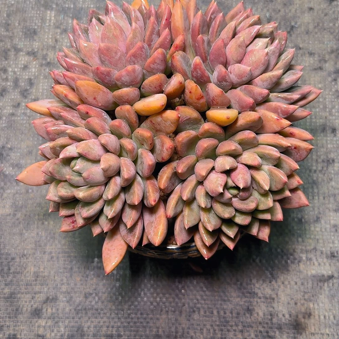 影*多肉植物不带盆发货