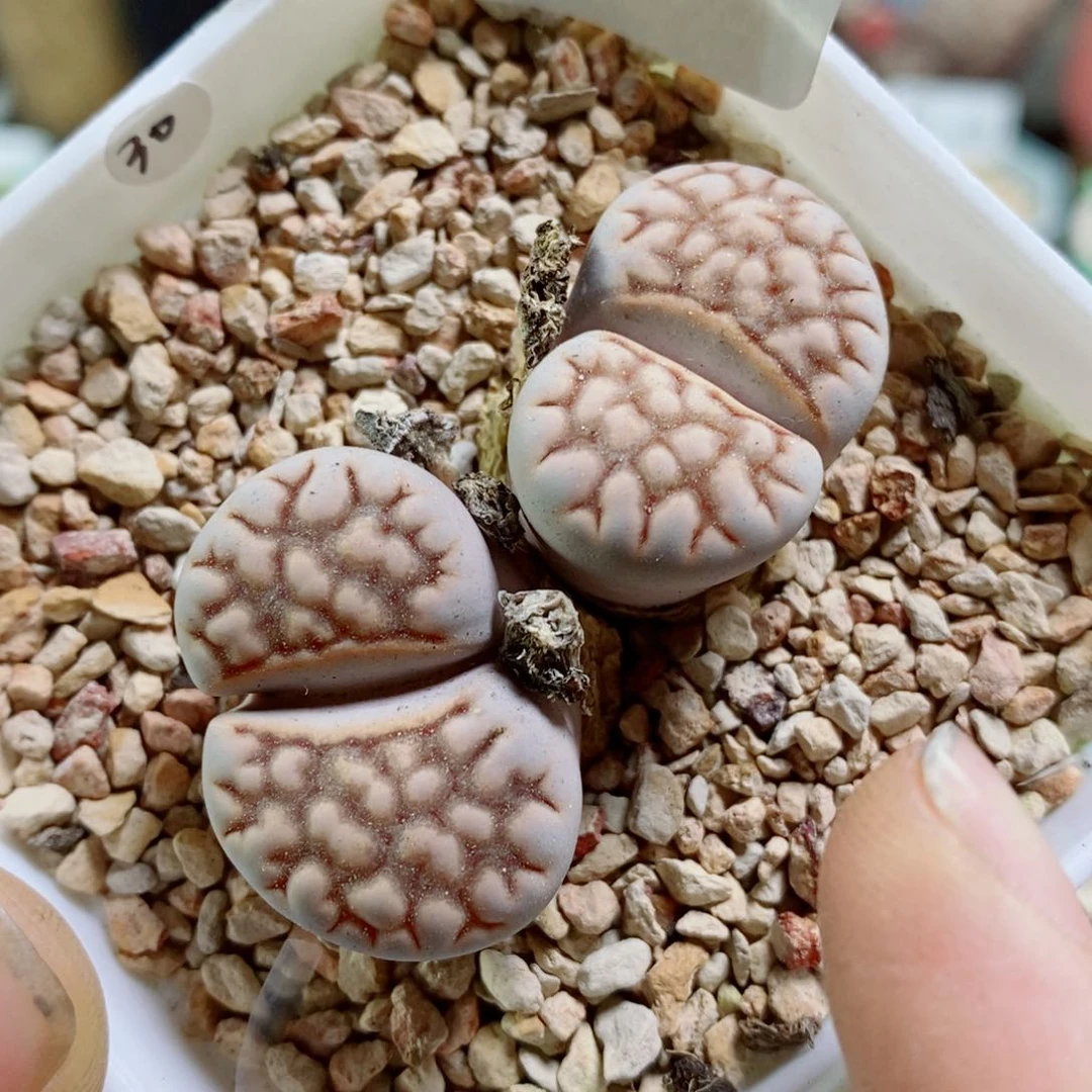 生石花花花花花花花881