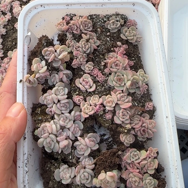 42王者系列多肉一盒