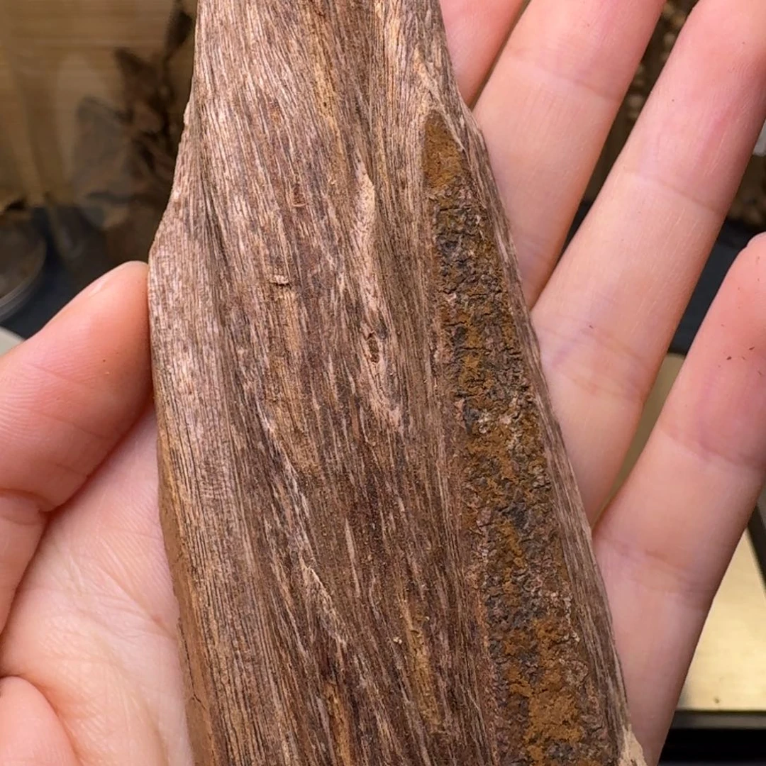 香榧木海南大山虫漏18克