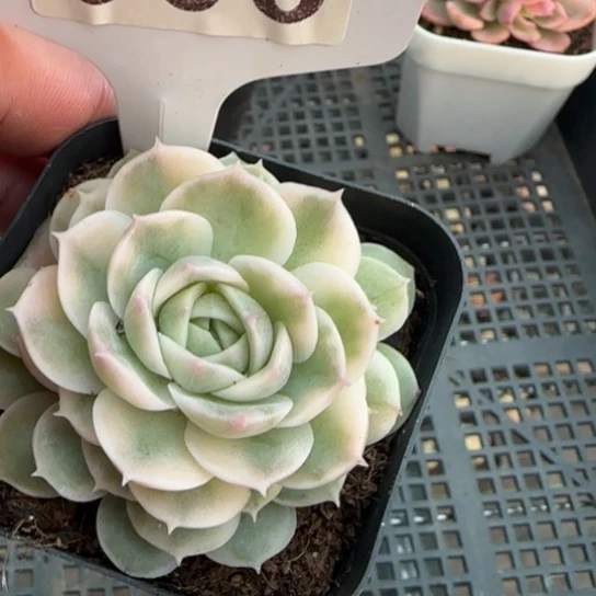 8号昂斯诺锦一物一拍多肉