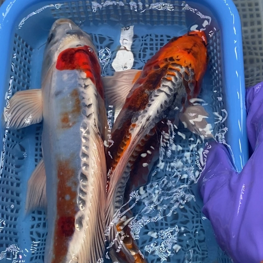 锦鲤冷水锦鲤包邮