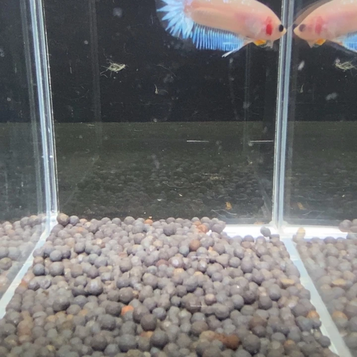 斗鱼泰国斗鱼113号