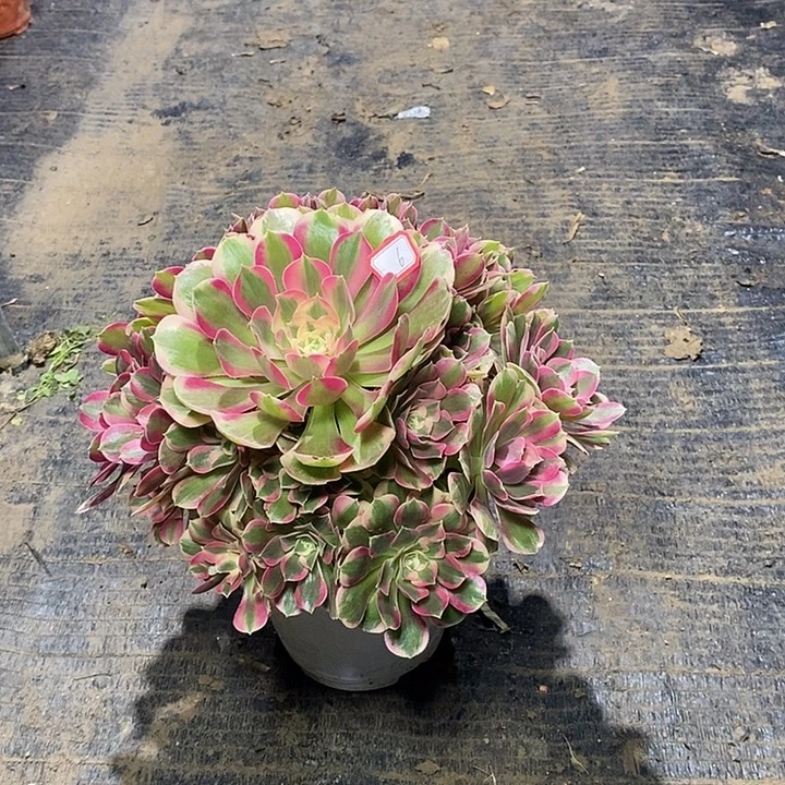 6，粉女郎多肉134678899990