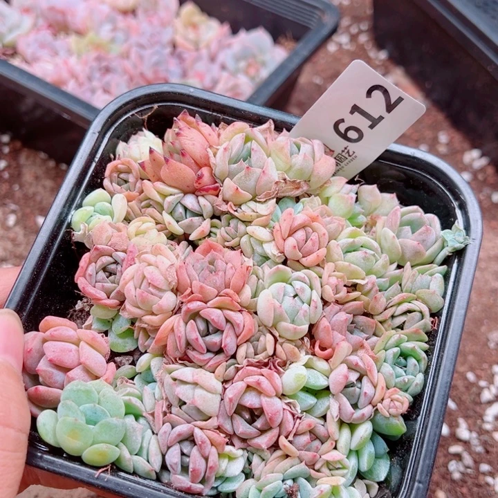 多肉植物多肉植物