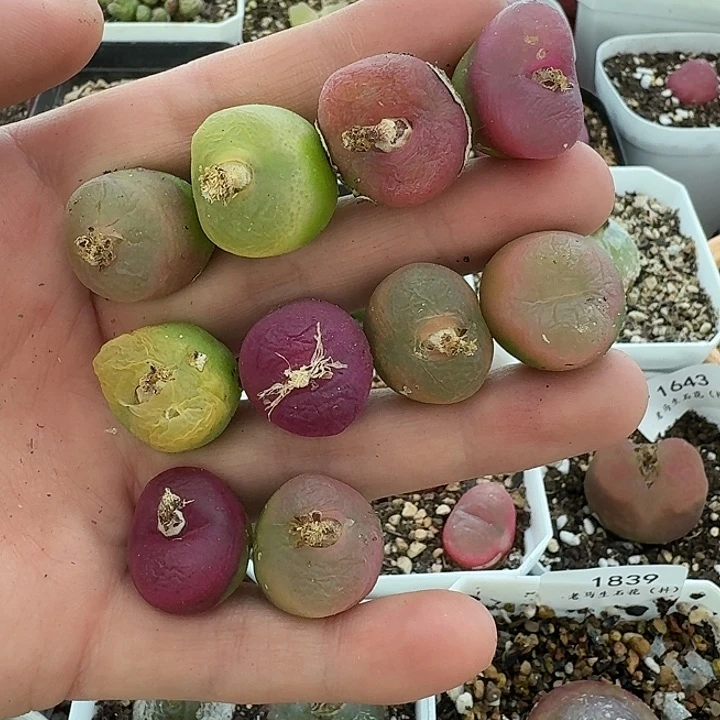 老马生石花毛汗尼1822