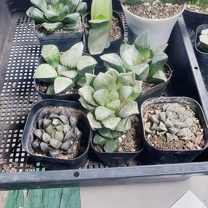 匆匆老板新年福利