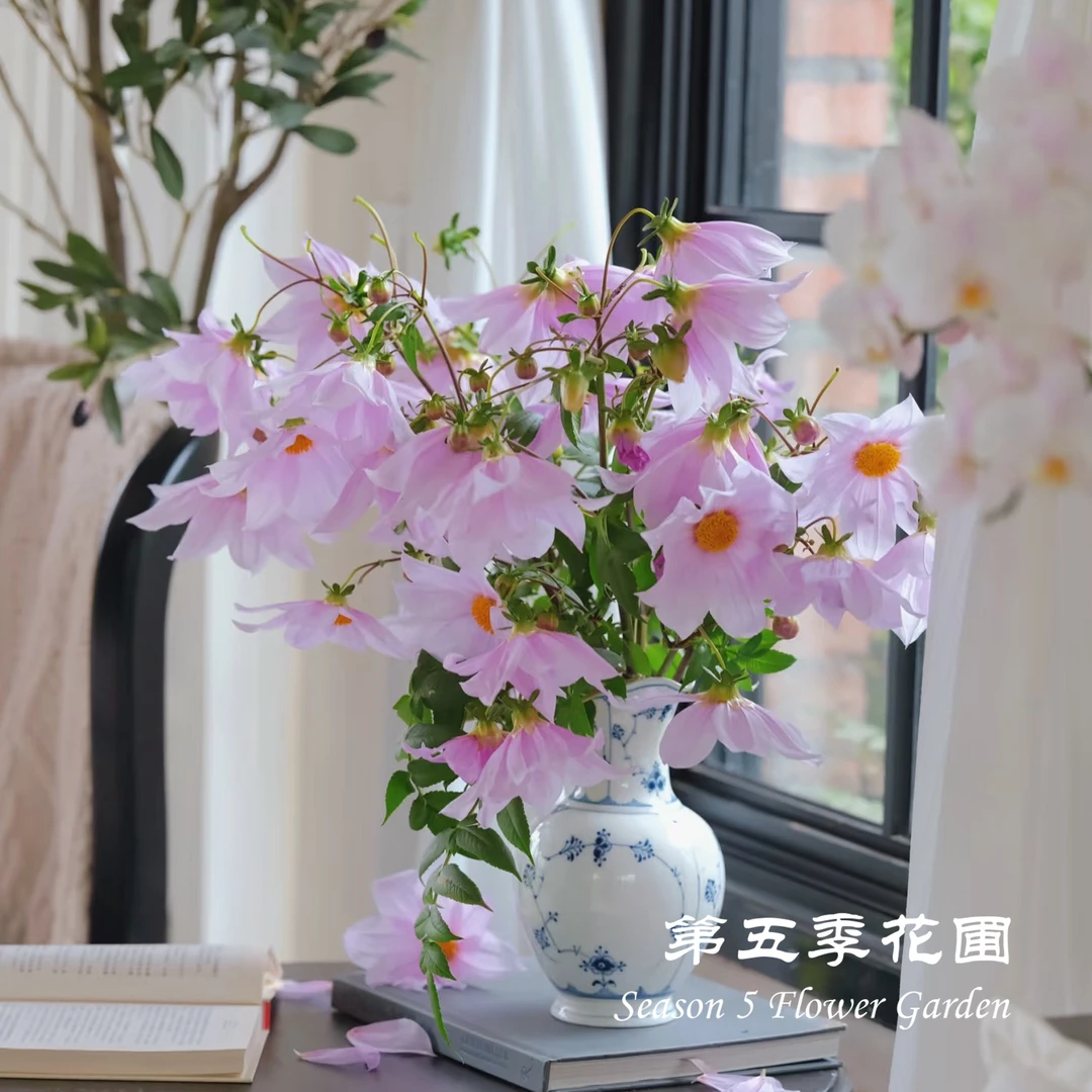 第五季花圃 帝王大丽花 粉色 多年生秋季开花植物 庭院盆栽花苗