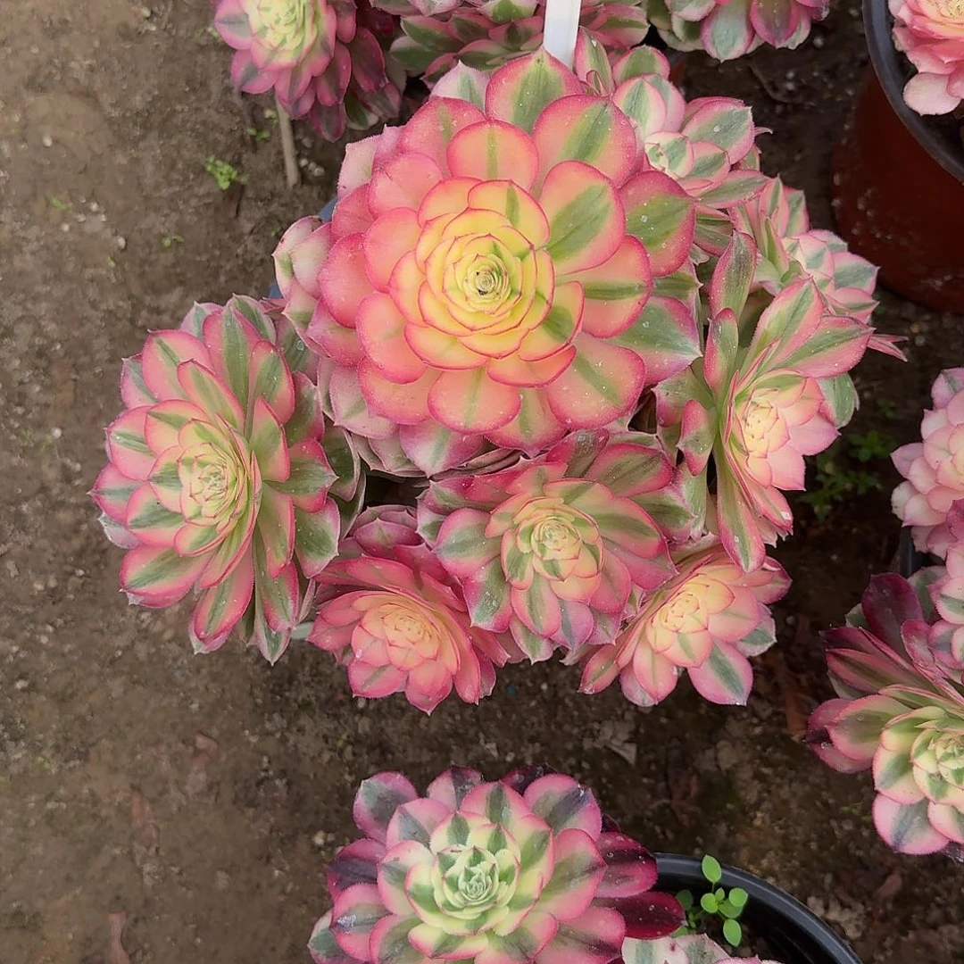 4138倾城多肉法师多肉