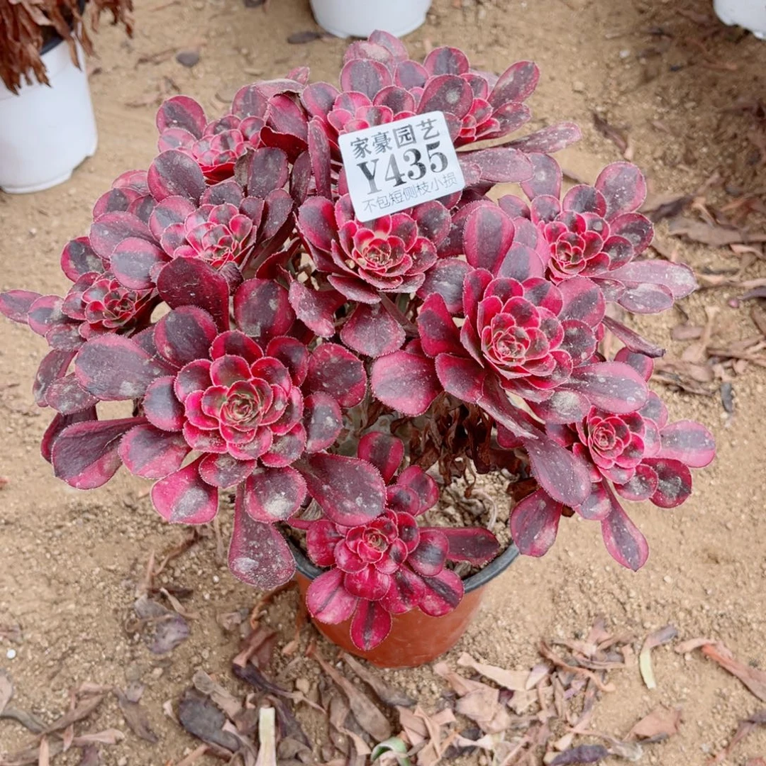 435丽娜尺寸20左右