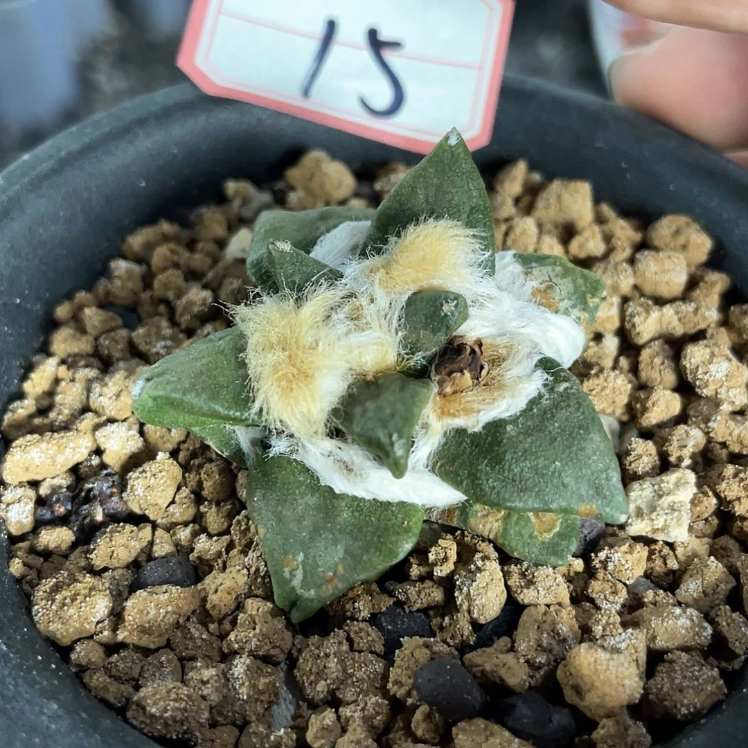 24日15号自根福利牡丹